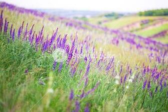 Salvia Growing In A Field Background Royalty Stock Image