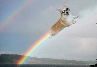 Cute Funny Animalz Corgi Image