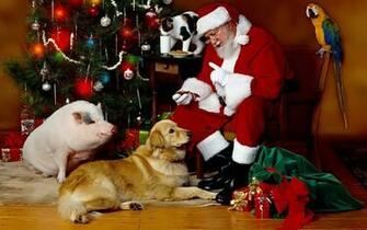Christmas Dog Desktop Wallpaper 395j7bb Picserio