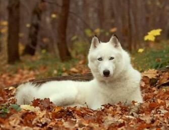 Siberian Husky Pictures