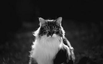 Oliver Twist By Euphoria59