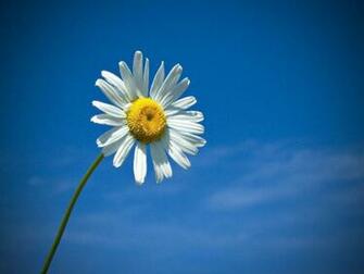 Daisy Wallpaper Background