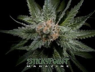 Cannabis Wallpaper
