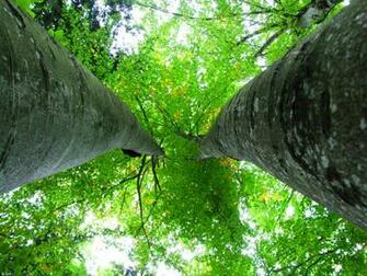 Top Green Birch HD Wallpaper Color Palette Tags Tree