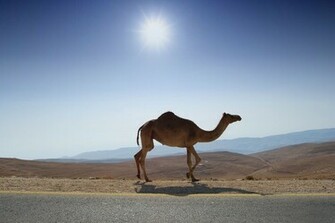 Camel Wallpaper HD Jpg