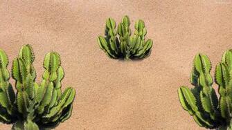 Cactus Wallpaper HD Background Image Pics Photos