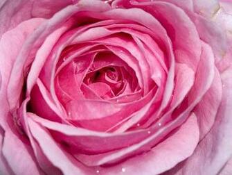 Desktop Background Of Morning Dew On A Beautiful Pink Rose Bloom