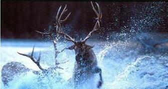Fighting Bull Wallpaper Of Elk Fights Pics