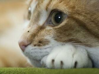 Cute Funny Furry Animals Nature Wallpaper