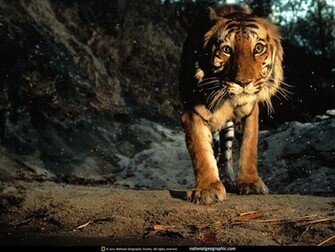 Tiger Wallpaper Tigers