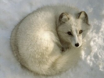 Black Fox Picture Baby Animal Red Animals Pictures
