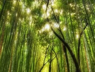 Bamboo Wallpaper X