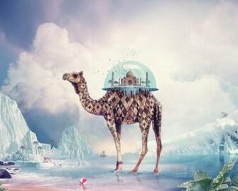 Fantasy Camel HD Wallpaper For X HDwallpaper Net