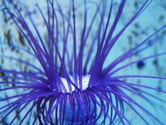 Wallpaper Purple Sea Anemone Photos And Walls