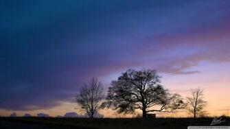 Trees Silhouette Sunset Wallpaper