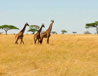 Safari Background Real Related Keywords Amp Suggestions