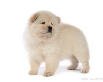 Chow Wallpaper Dogs