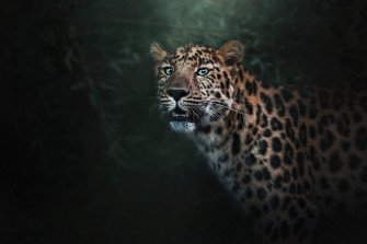 Wild Jaguar Wallpaper HD Animals 4k Image