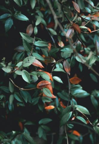 Random Best Background Plant And Wallpaper