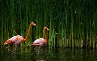 Birds Of Kerala Wallpaper Which Is Under The
