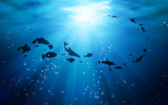 The Fish Shadows From Sea In Sun Rays