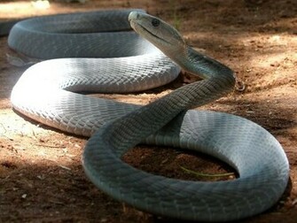 Black Mamba Snake Snakebite