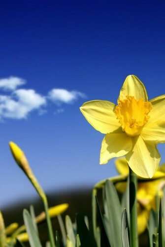 Daffodils Wallpaper Weddingdressin