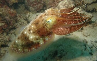 Cuttlefish Wallpaper Hq