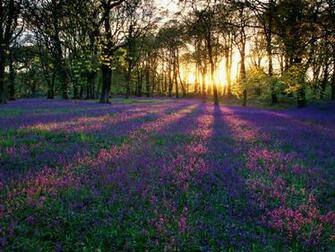 Wallpaper Nature