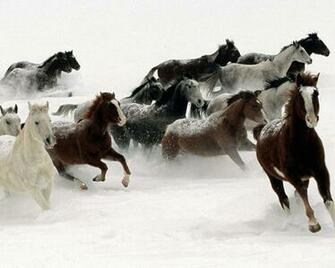 Beautiful Horses In Different Colors Running The Snow