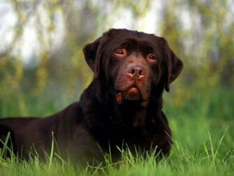 Chocolate Labrador Wallpaper In Pet Category Dog