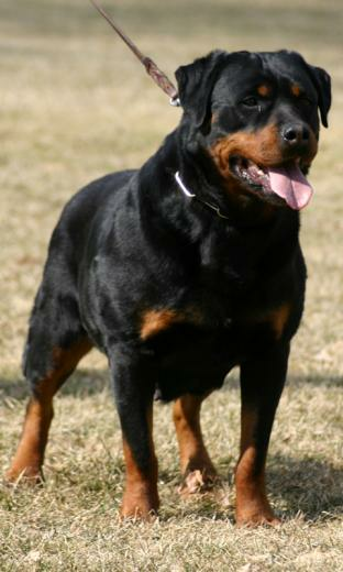 Rottweiler Dog X Kb Jpeg HD Wallpaper