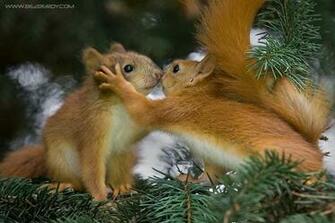 Most Amazing Pictures