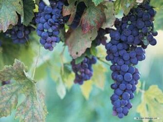 Wallpaper Photography Harvest