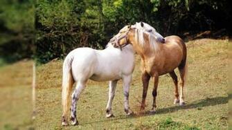 Horse Wallpaper HD For Desktop