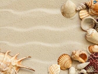 Seashells Wallpaper