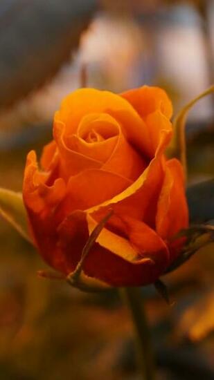 Wallpaper Rose 5k 4k Flowers Yellow Nature