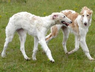 Borzoi Dog Wallpaper Animals Library