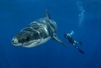 Shark Attacks Swimming Wallpaper For Ios Sharks