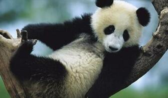 Panda Wallpaper Wallpaper55 Best