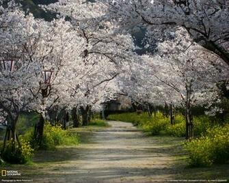 Nature Web Design Wallpaper Desktop Nr By