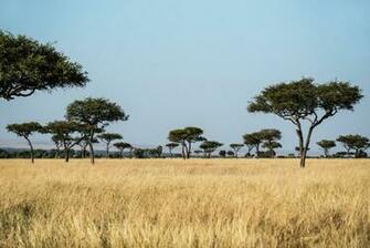 African Savanna Pictures Image