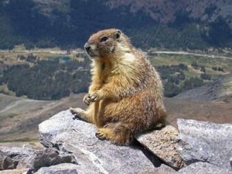 Groundhog Wallpaper