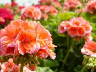 Peach And Pink Petals Flower Wallpaper