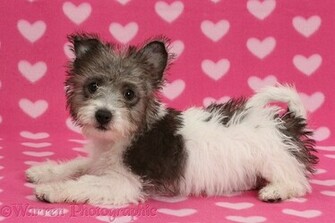 Jack Russell X Westie Pup