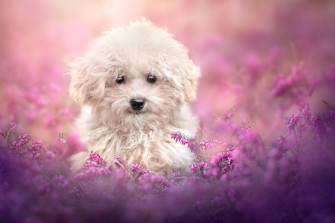 Cute Pink Puppies Wallpaper