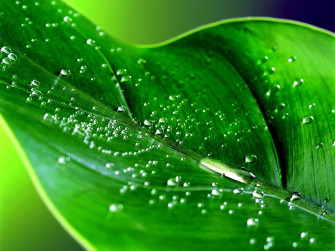Leaf Wallpaper