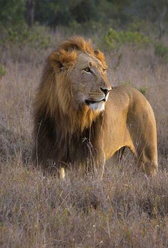 Lion At Sunrise 3wallpaper iPhone Parallax Les Wallpaper