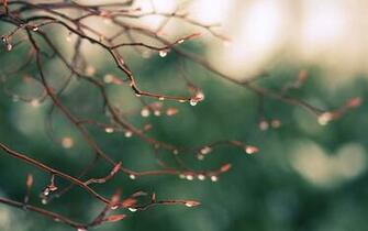 Tree Branch Wallpaper Stock Photos
