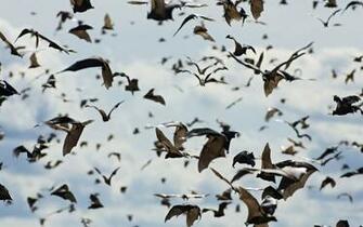 Bats Wallpaper